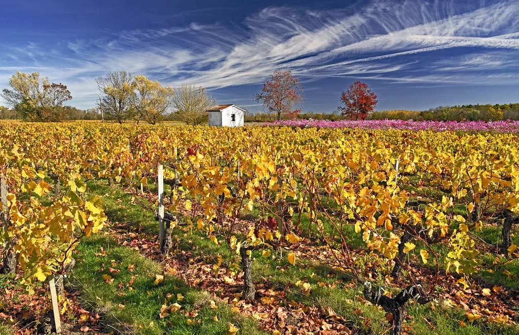 Bordeaux Winter Wine & Gourmet Events: What's On This Season