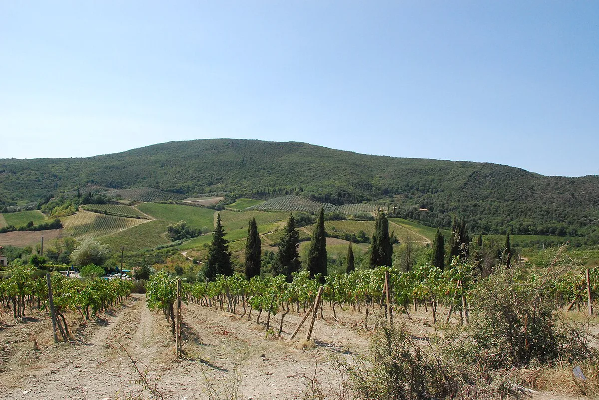 Grape vines and cypress trees in Tuscany — 1