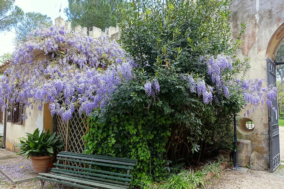 Wisteria in bloom over a courtyard in Rome in April — 1