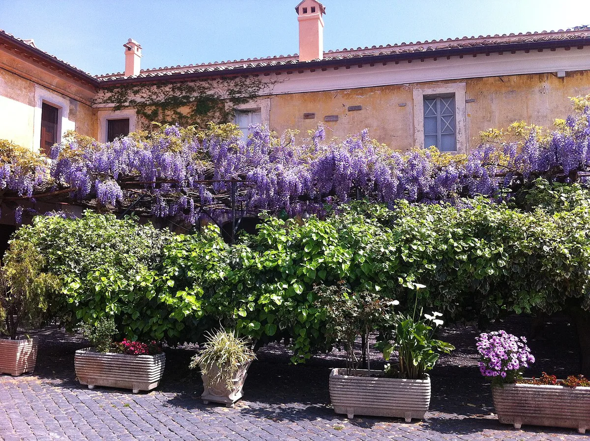 Wisteria in bloom over a courtyard in Rome in April — 2
