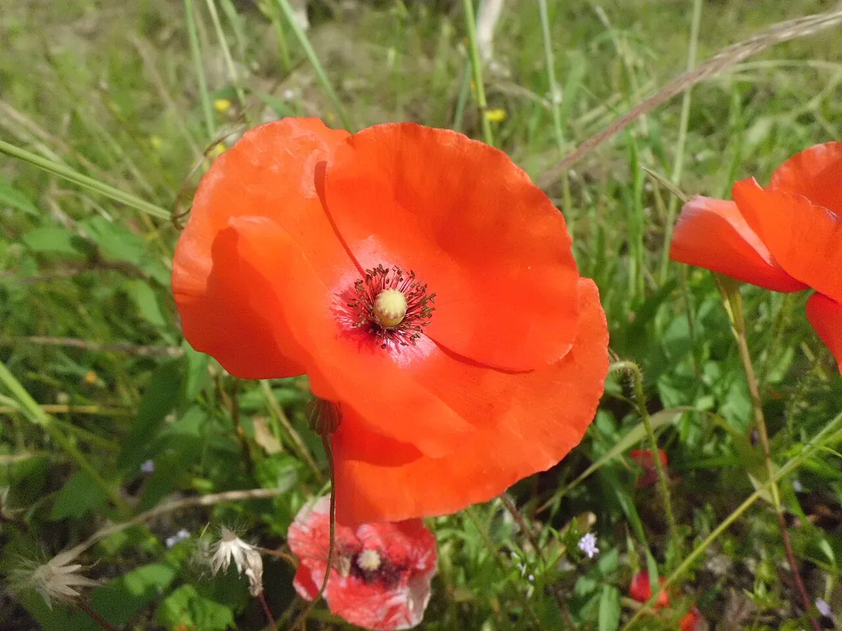 Papavero rosso — 1
