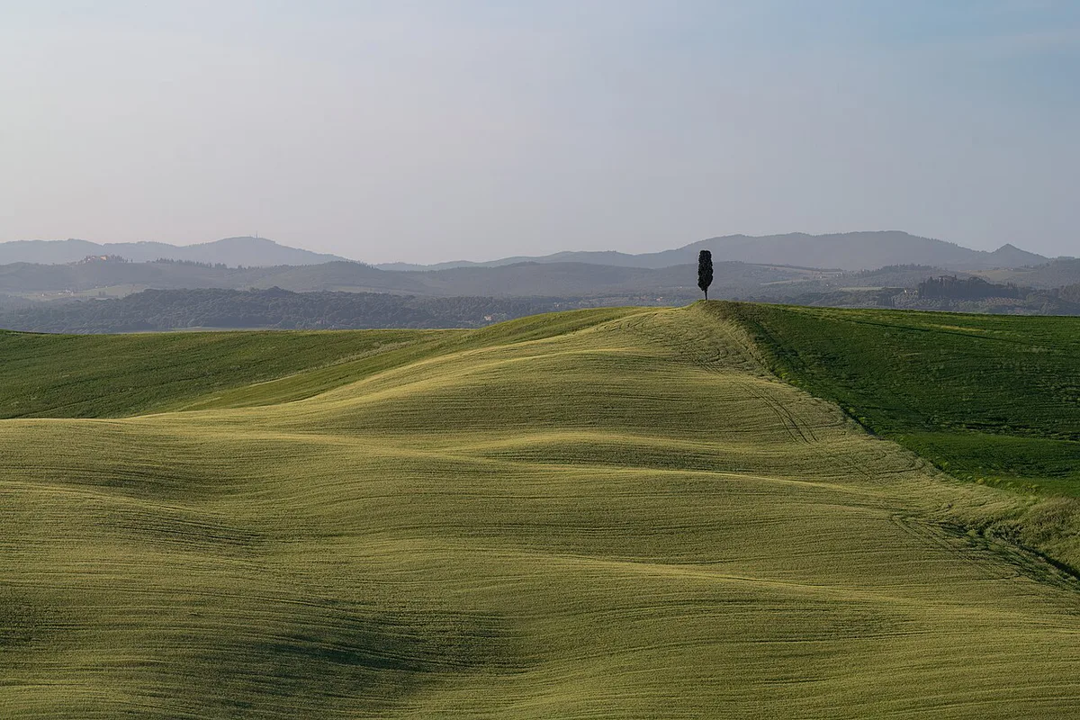 Tuscan landscape with lonely tree — 2