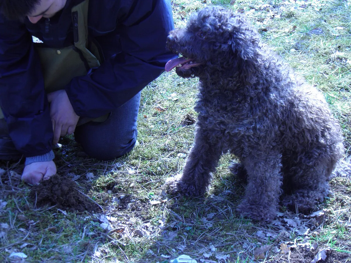 Lagotto Romagnolo à la recherche de truffes (1) — 1